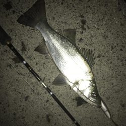 釣れないセイゴ！