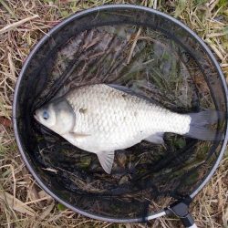 紀ノ川 ヘラブナ釣り 40cm前後✖3枚