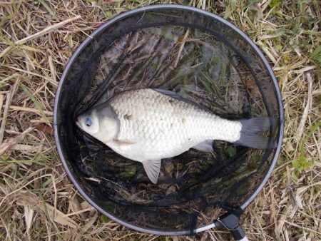 紀ノ川 ヘラブナ釣り 40cm前後✖3枚