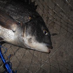 ちょこっとテクトロ