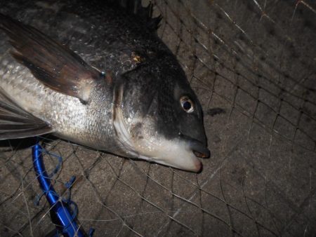 ちょこっとテクトロ