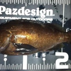 ウネリ残る中でのメバリング