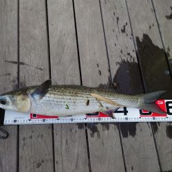 マレッティング