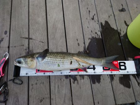 マレッティング