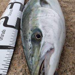 ヒラメ狙いでまさかの・・