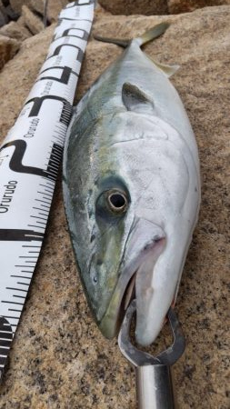 ヒラメ狙いでまさかの・・