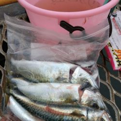 サバ爆釣