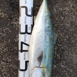 まさかのメジロ