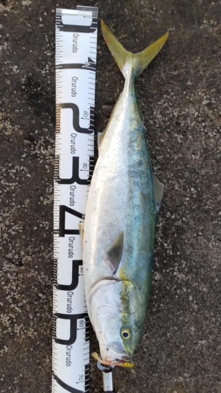 まさかのメジロ