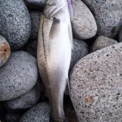 ホタルイカパターン