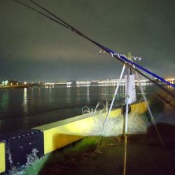 小ぶりのアナゴ