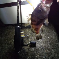 メバルよ今夜もありがとう