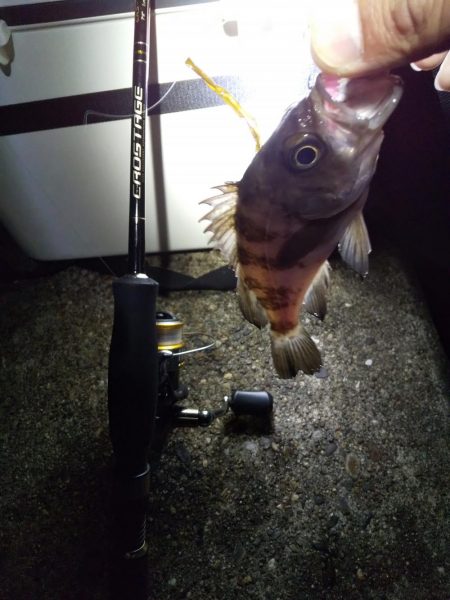 メバルよ今夜もありがとう