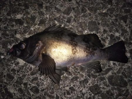 夜勤明け釣行で良型ゲット