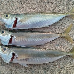 久々のサビキ釣り