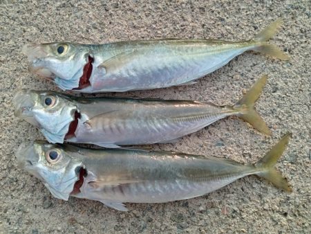 久々のサビキ釣り