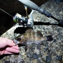 メバルを狙って