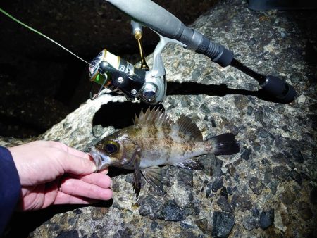 メバルを狙って