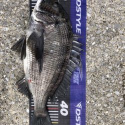 題名連日年無し❗️(イチノ兄弟)