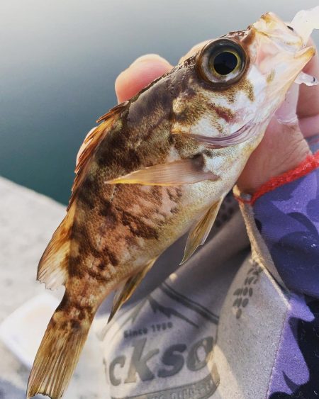 このエリアは私が投稿します☆