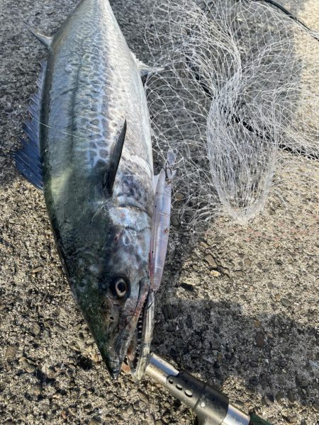 サワラGET❗️…