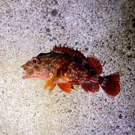 アジを求めてたけど