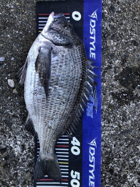 イチノ兄弟、釣果!