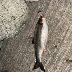 ホタルイカパターン