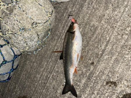 ホタルイカパターン