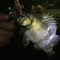 たかたか釣り日記