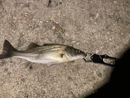 ホタルイカパターン代1弾