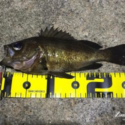 久々の淡路島メバリング