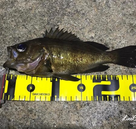 久々の淡路島メバリング