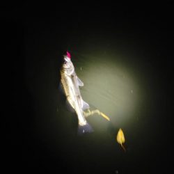 シーバス、キビレ