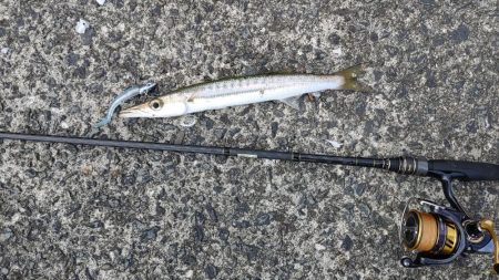 でかカマス入れ食い