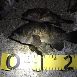 久々のメバリング