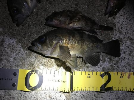 久々のメバリング