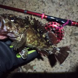 2022/02/28 南港ヘチ釣り釣行