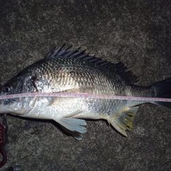 2022/03/02 南港ヘチ釣り釣行