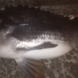 夜行練習してきました