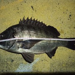 2022/03/04 南港ヘチ釣り釣行