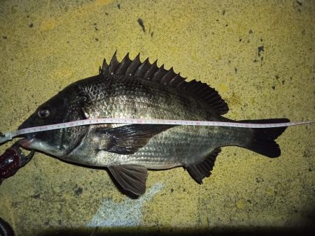 2022/03/04 南港ヘチ釣り釣行