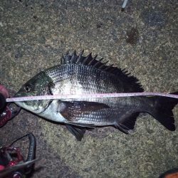 2022/03/06 南港ヘチ釣り釣行