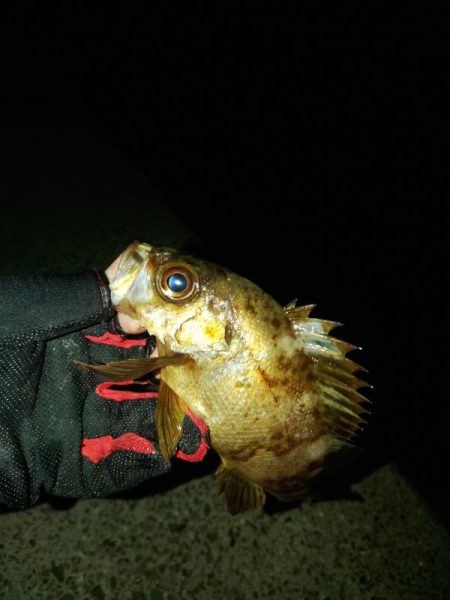 フロートゲーム～