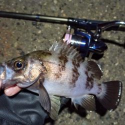 2022/03/07 南港ライトゲーム釣行