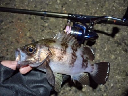 2022/03/07 南港ライトゲーム釣行