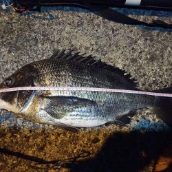 2022/03/12 南港ヘチ釣り釣行 ~ 歳無し釣果!