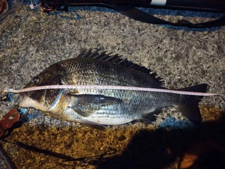 2022/03/12 南港ヘチ釣り釣行 ～…