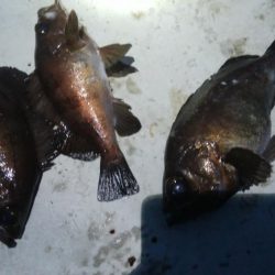 メバル3匹!キジハタ1匹!