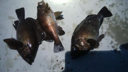 メバル3匹！キジハタ1匹！